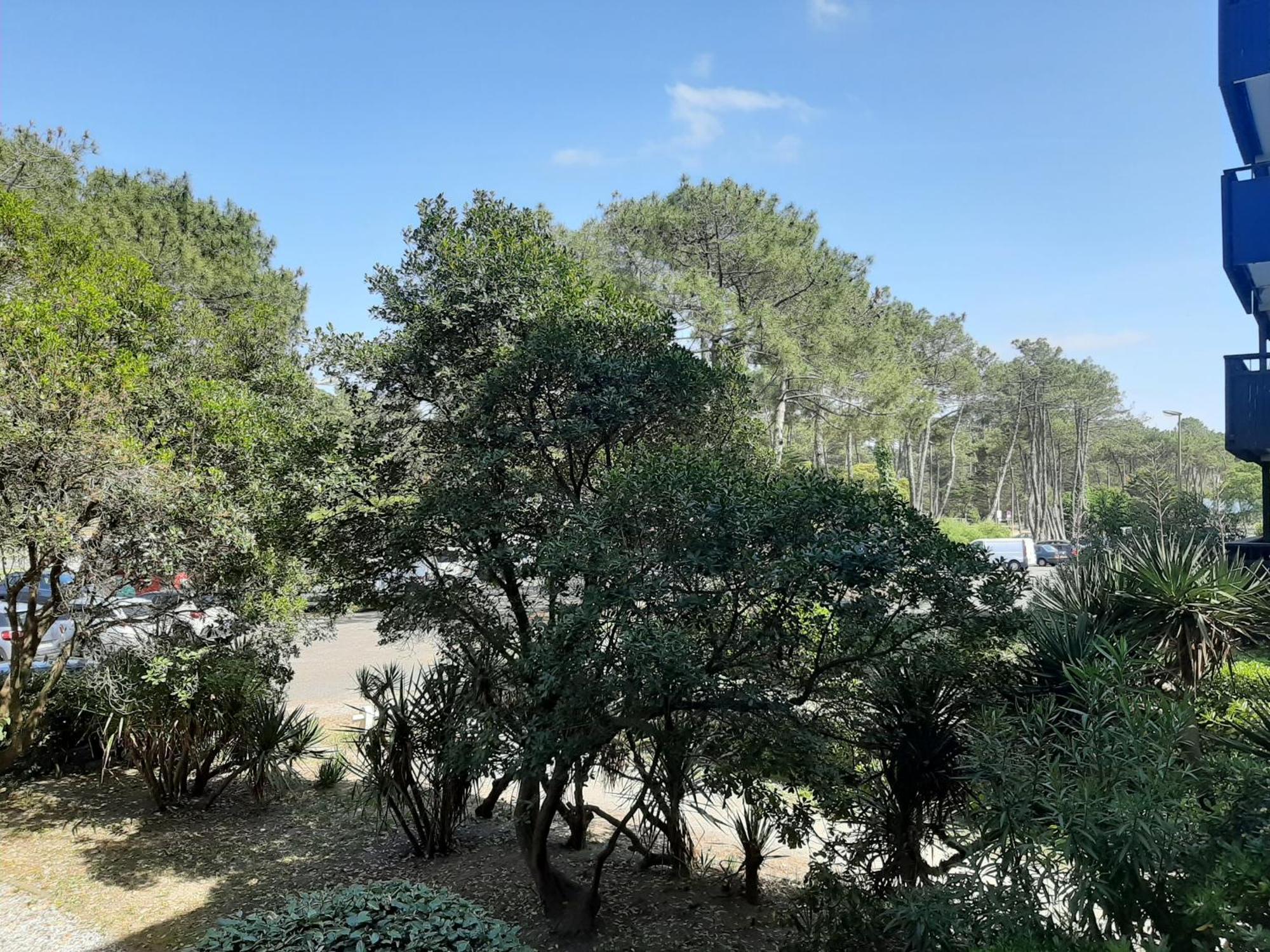 Studio Cosy Proche Ocean Et Commerces, Parfait Pour Des Vacances A Deux! - Fr-1-239-437 Seignosse Εξωτερικό φωτογραφία